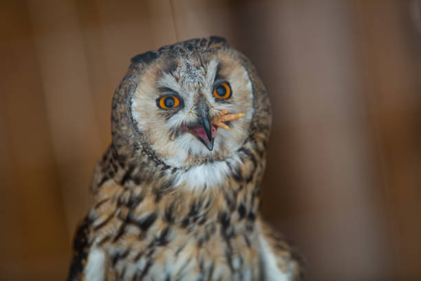 istock Closeup of owl in house 1403885100