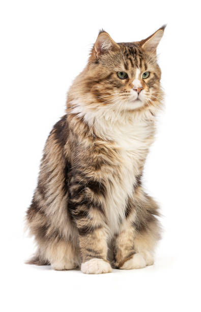 istock Cute maine coon cat sitting 1403885760