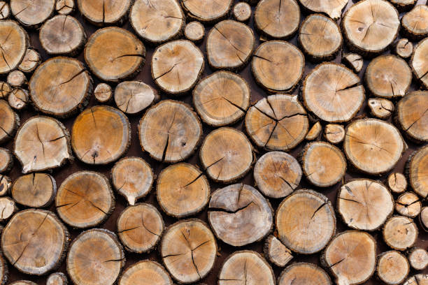 istock Background of round dry wooden cuts 1403886556