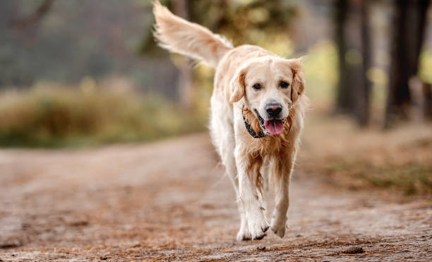 istock Golden retriever dog in the forest 1403886701