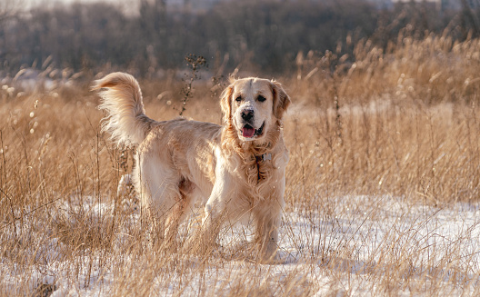 Golden retriever dog standing in deep snow on winter nature