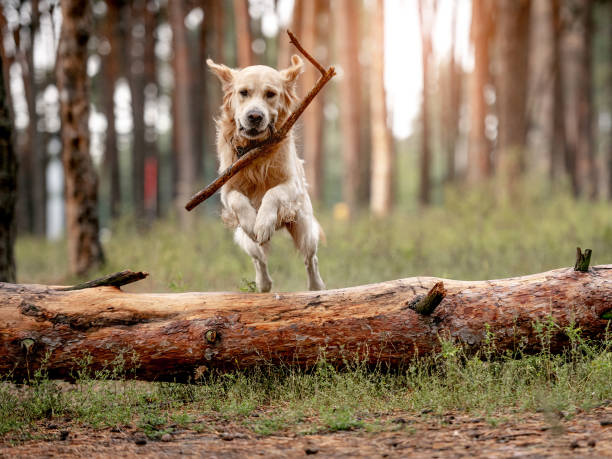 istock Golden retriever dog in the forest 1403886707