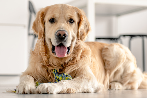 Golden retriever dog lying on floor at home with daylight and looking back. Adorable purebred pet doggy in light room