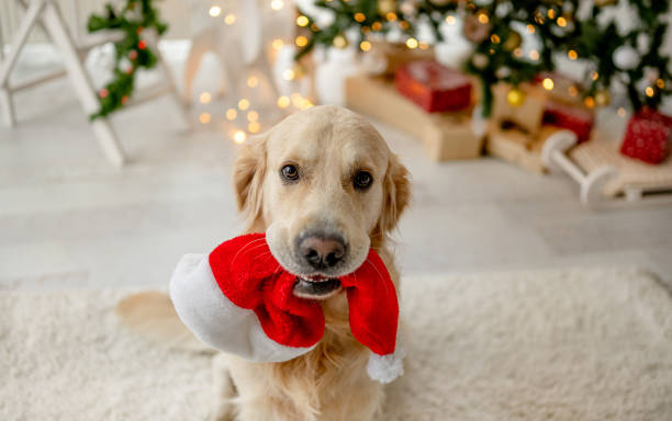 istock Golden retriever dog in Christmas time 1403886721