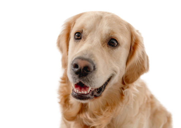 istock Golden retriever dog on white background 1403886732