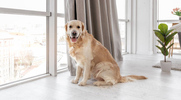 istock Golden retriever dog at home interior 1403886738