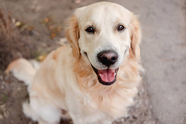 perro golden retriever sentado en el suelo otoñal - golden retriever fotografías e imágenes de stock