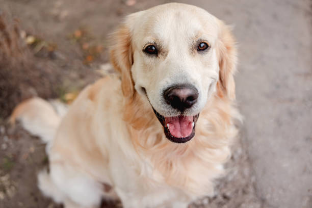 Golden retriever dog sitting on autumn ground Golden retriever dog sitting on autumn ground amd looking up, top view golden retriever stock pictures, royalty-free photos & images