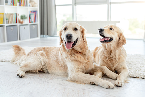 Golden retrievers lying on floor with heads up at home
