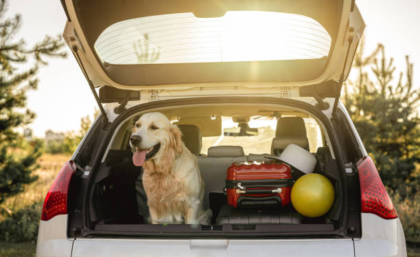 istock Golden retriever sitting in car trunk 1403886745