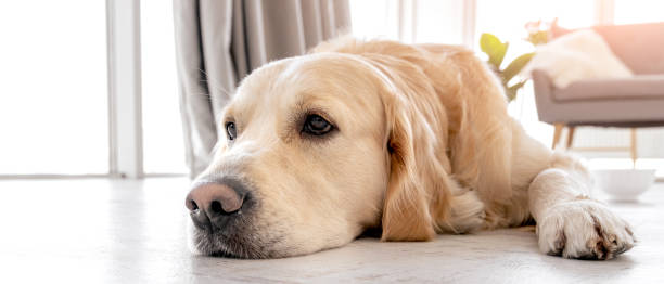 istock Golden retriever dog at home interior 1403886746