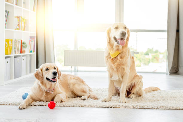 istock Golden retrievers lying next to balls 1403886751