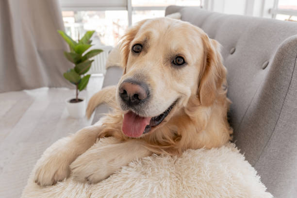 istock Golden retriever dog at home interior 1403886756