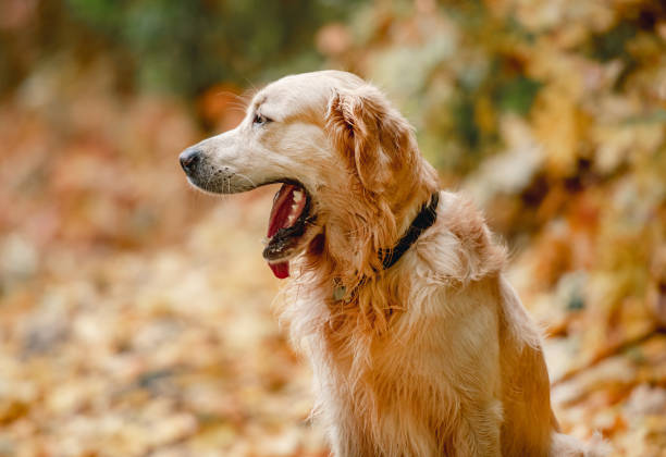 istock Golden retriever dog in park 1403886765