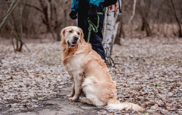 istock Golden retriever dog outside 1403886808