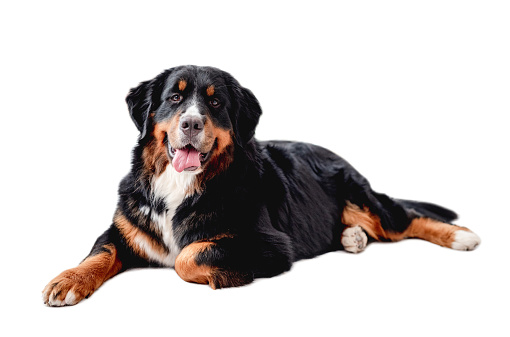 Bernese mountain dog lies and looking at camera isolated on white background
