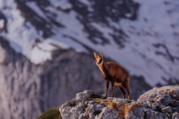 istock Chamois in the snow 1403886859