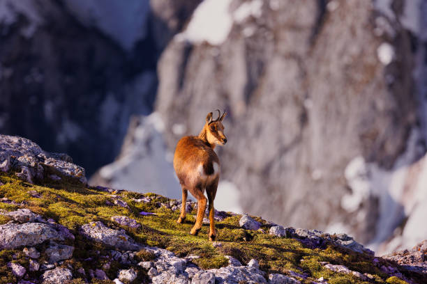 istock Chamois in the snow 1403886860