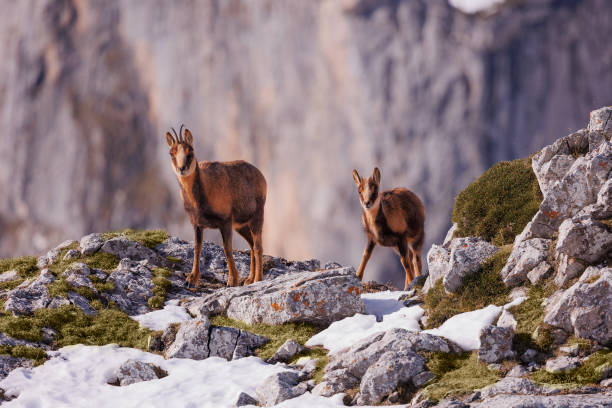 istock Chamois in the snow 1403886863