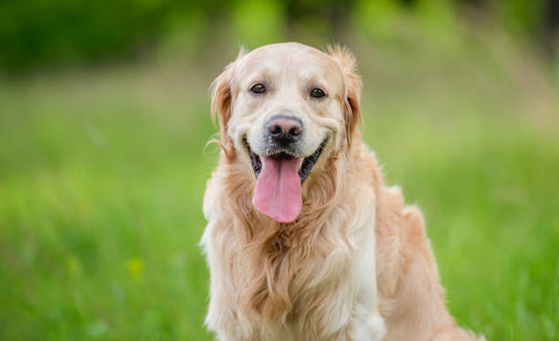 istock Golden retriever dog outdoors in summer 1403886867