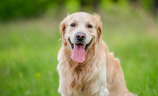 Adorable golden retriever dog standing outdoors in green grass at the nature and looking at camera. Beautiful closeup portrait of doggy pet outside with tonque out