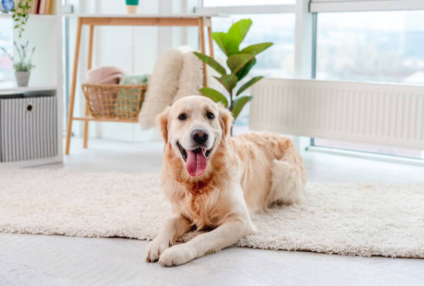 istock Golden retriever lying on light floor 1403886881