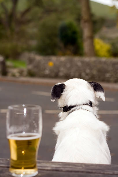 Dog and Pint stock photo