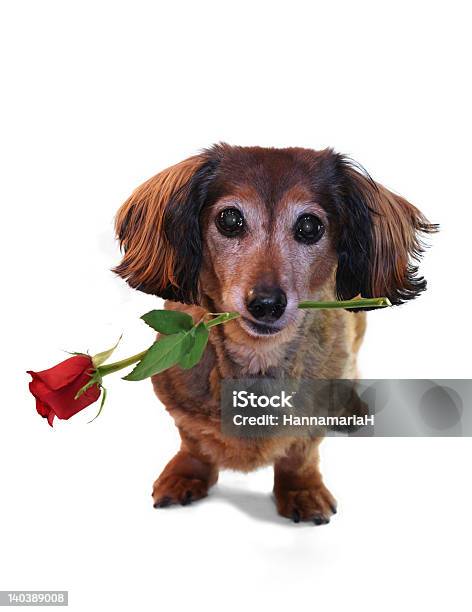 Bassê Valentine - Fotografias de stock e mais imagens de Amizade - Amizade, Amor, Animal