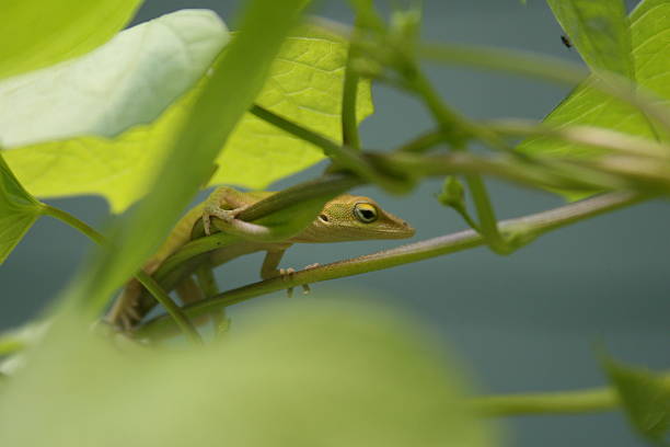 Lizard depois de comida - foto de acervo