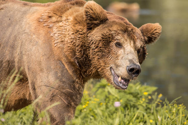 istock Grizzly bear in nature 1403890350
