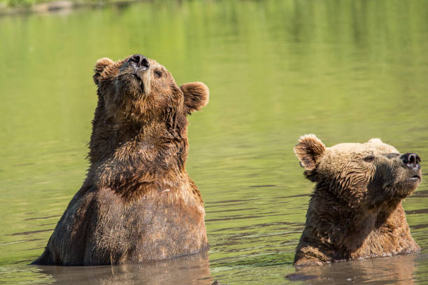 istock Grizzly bears in nature 1403890351