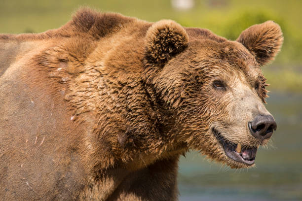 istock Grizzly bear in nature 1403890380