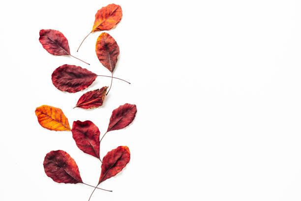 istock Red Autum dry leaves on white 1403890619