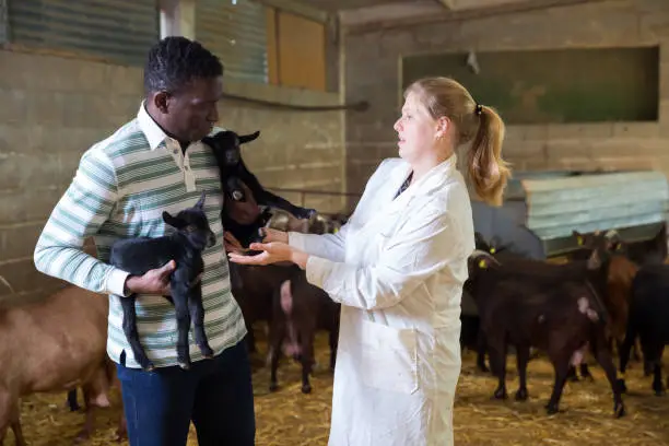 Female veterinarian and male farmer inspecting goatlings on goats farm