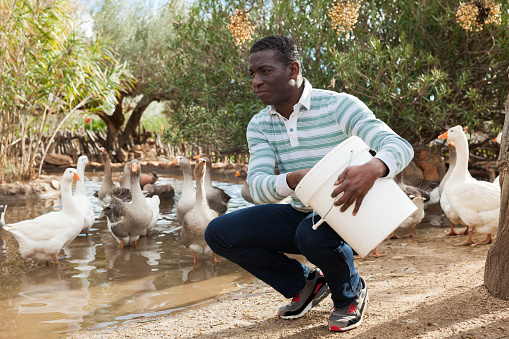 Portrait of confident man working in husbandry, feeding poultry