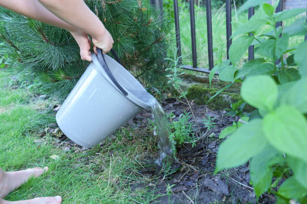 istock Water the plants with water from a bucket 1403891971