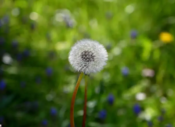 dandelion seeds ready to fly