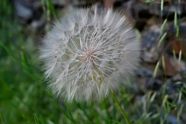 dandelion seeds ready to fly