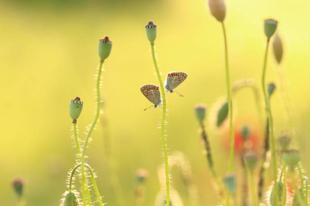 A diligent bee prepares to land on a vivid red poppy, with a blurred green backdrop highlighting the natural interaction between flora and pollinator.