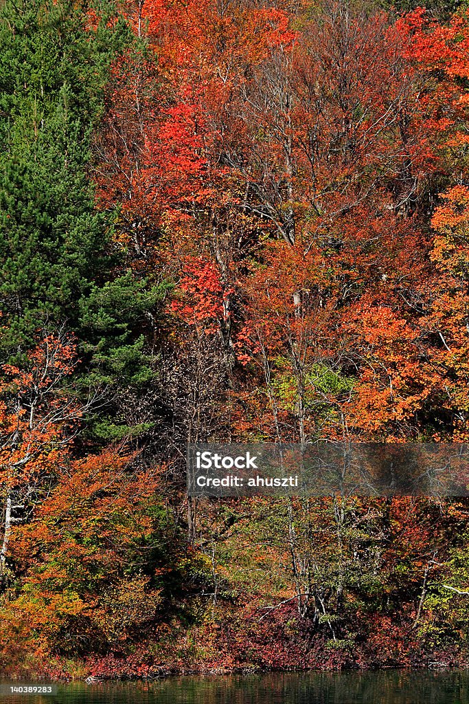 Otoño - Foto de stock de Agua libre de derechos