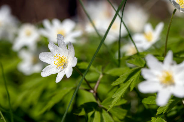 istock beautiful spring anemones growing in the forest 1403893309