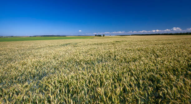 istock green yellow wheat cereals before harvest 1403893335