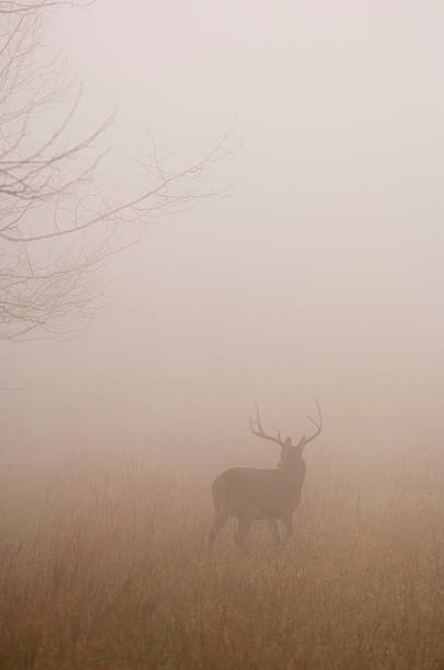 istock Whitetail buck silhouetted in heavy fog 140389349