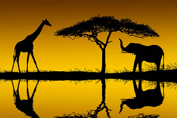 istock African Safari silhouette at sunrise 140389426