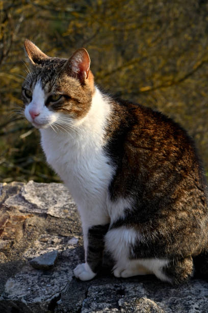 istock bi color cat sitting on a wall 1403895412