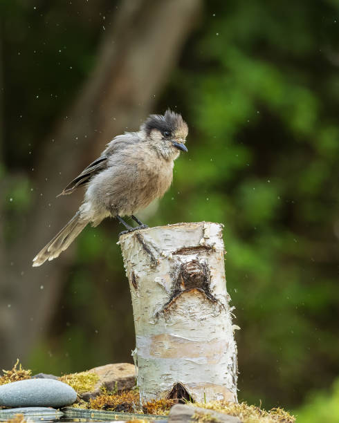 istock Gray Jay or Canada Jay in Alaska  v 1403895488