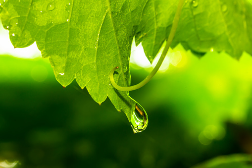 Macro photo of water drop on a green leaf.  Raindrops.  Humid climate.