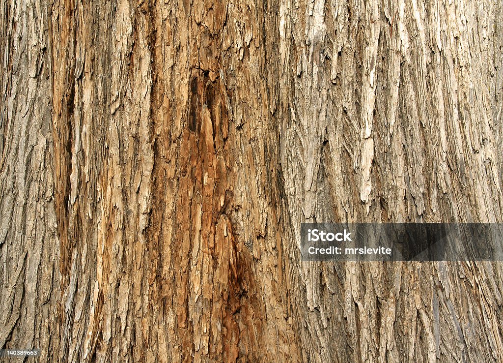 Sfondo albero Corteccia - Foto stock royalty-free di Albero