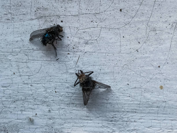 istock two dead flies on a white wooden board.  windowsill. 1403897472