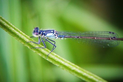 Damselflies are flying insects of the suborder Zygoptera in the order Odonata. They are similar to dragonflies, which constitute the other odonatan suborder, Anisoptera, but are smaller and have slimmer bodies.